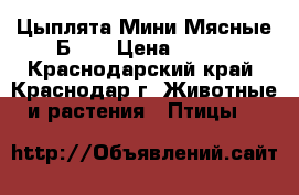 Цыплята Мини Мясные Б77  › Цена ­ 100 - Краснодарский край, Краснодар г. Животные и растения » Птицы   